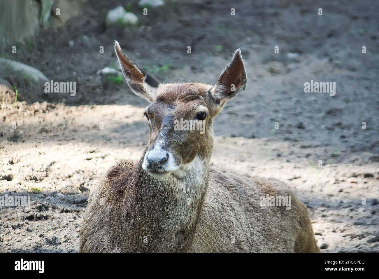 Whitebeaked young deer lying on the ground. Rare breed of deers lives