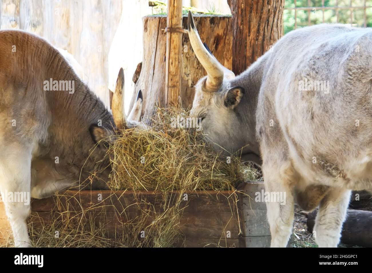 Hungarian steppe cattle eating dry hay in feeder. Rare European breed