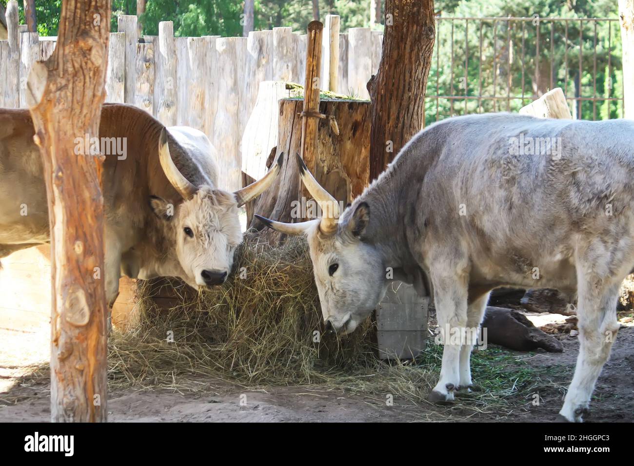 Hungarian steppe cattle eating dry hay in feeder. Rare European breed