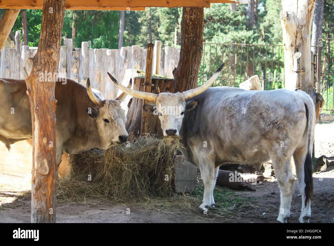 Hungarian steppe cattle eating dry hay in feeder. Rare European breed