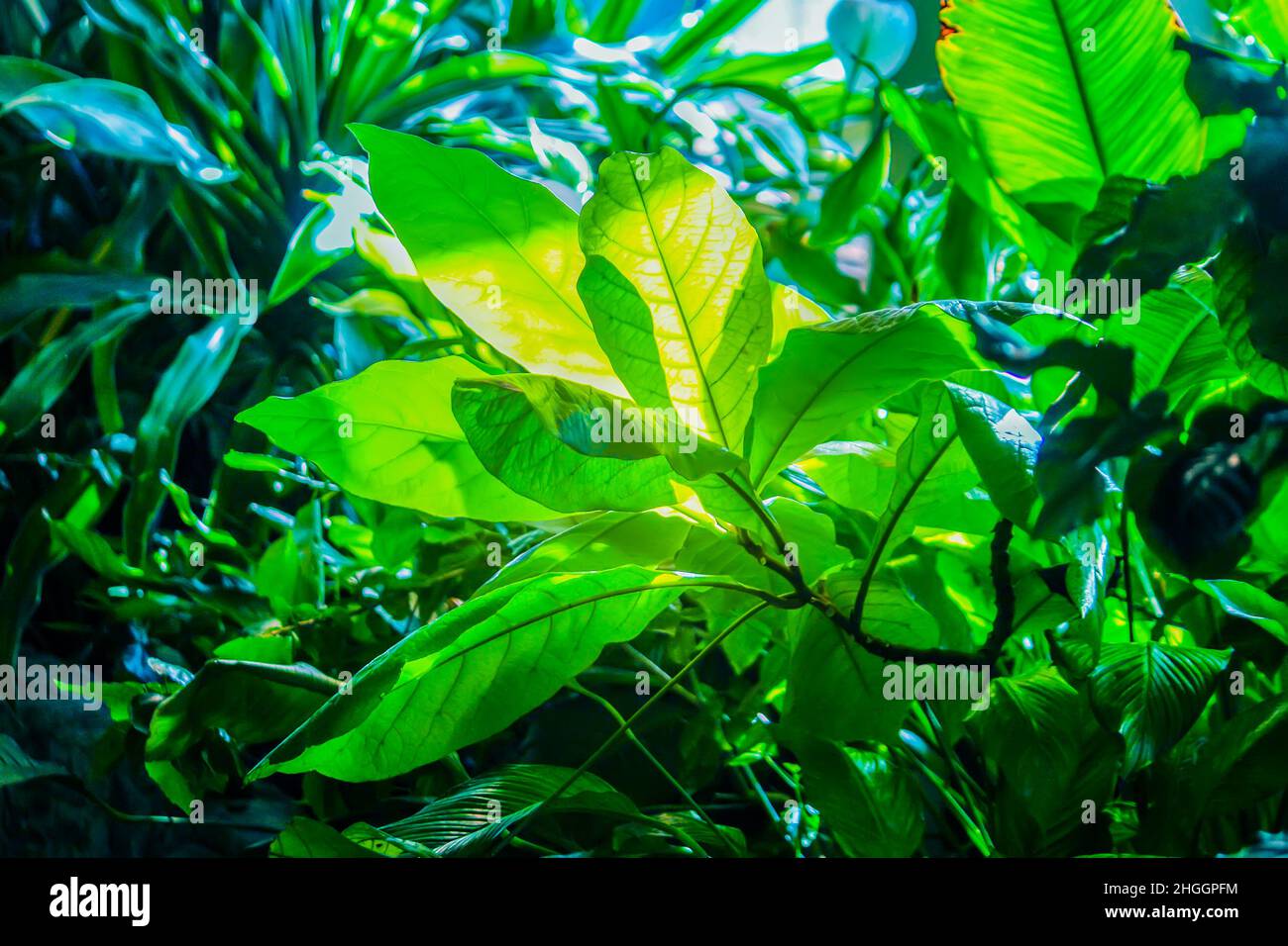 Tropical leaves in sunlight close up. Green foliage nature background. Stock Photo