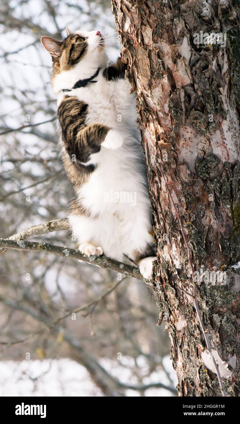 Cat on apple tree in winter park Stock Photo