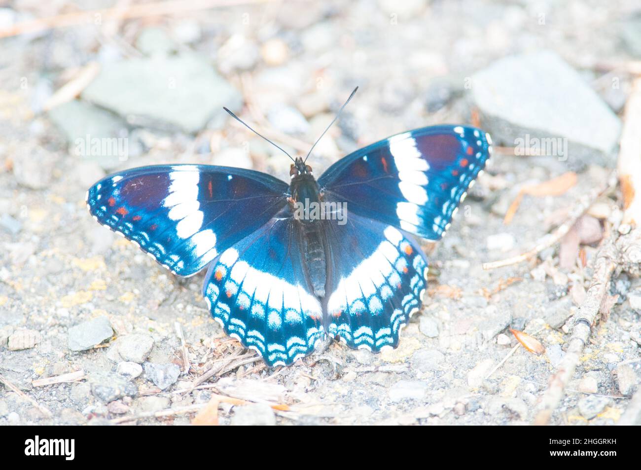 White Admiral landing on the ground in Upstate New York Stock Photo