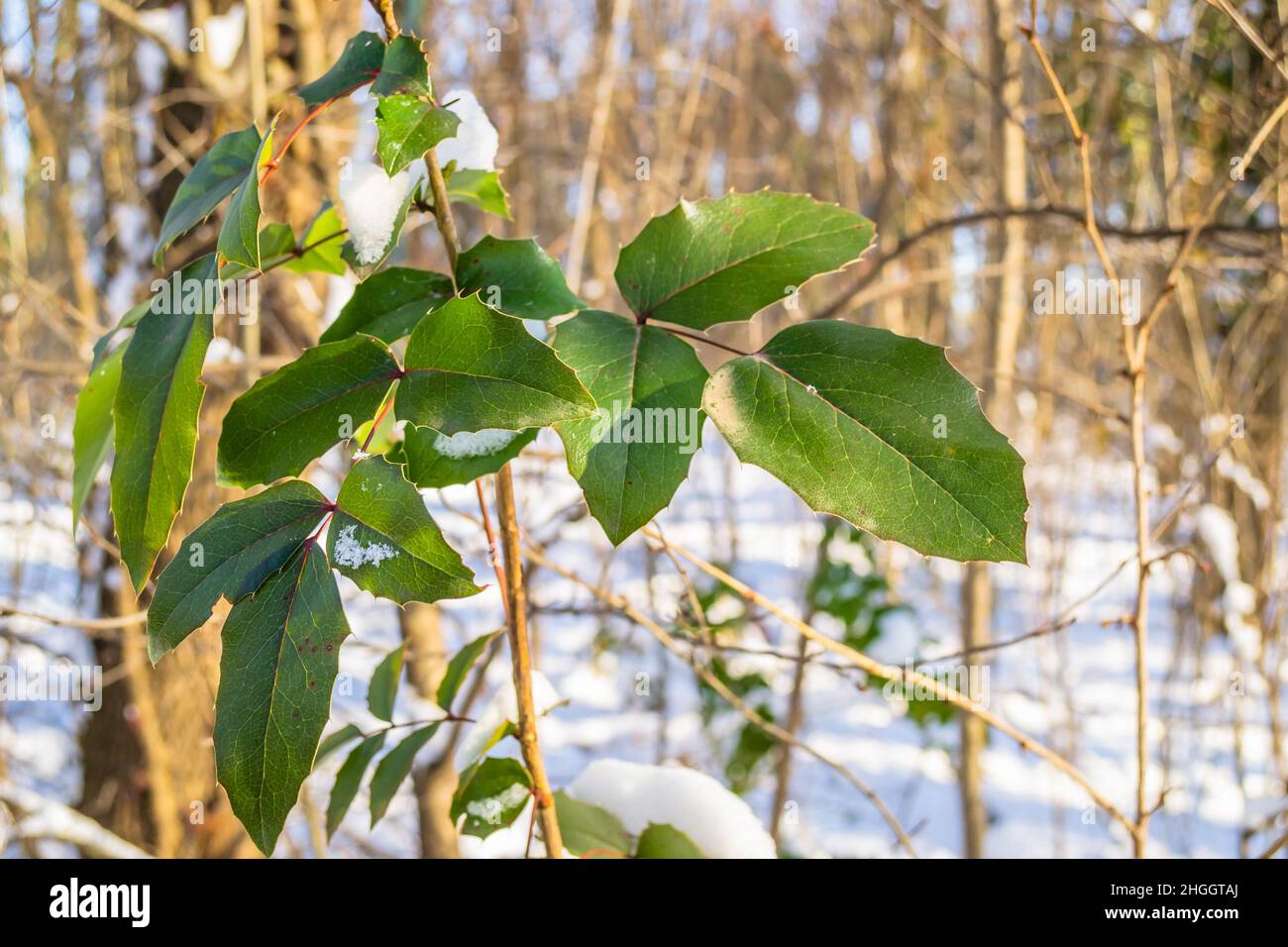 The leaves of a green plant covered with snow in an evergreen forest ...