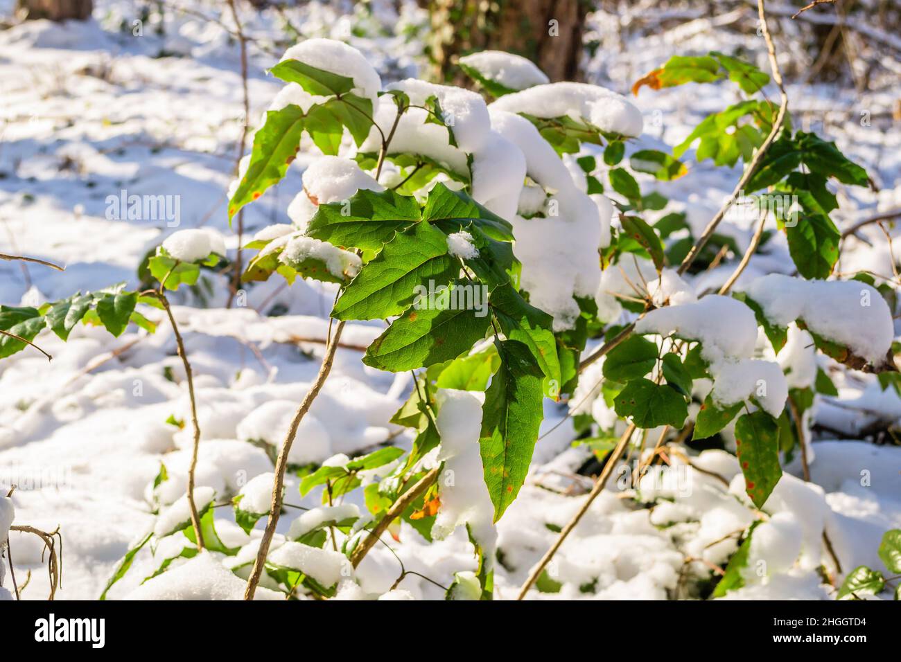 The leaves of a green plant covered with snow in an evergreen forest ...