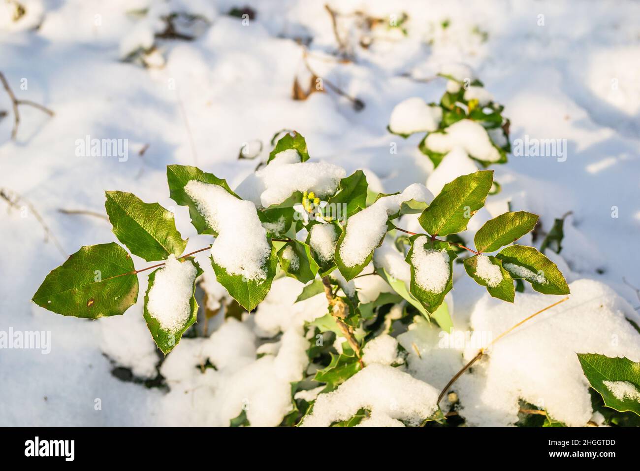 The leaves of a green plant covered with snow in an evergreen forest ...