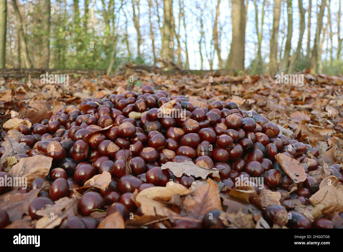 common horse chestnut (Aesculus hippocastanum), heap of horse chestnuts