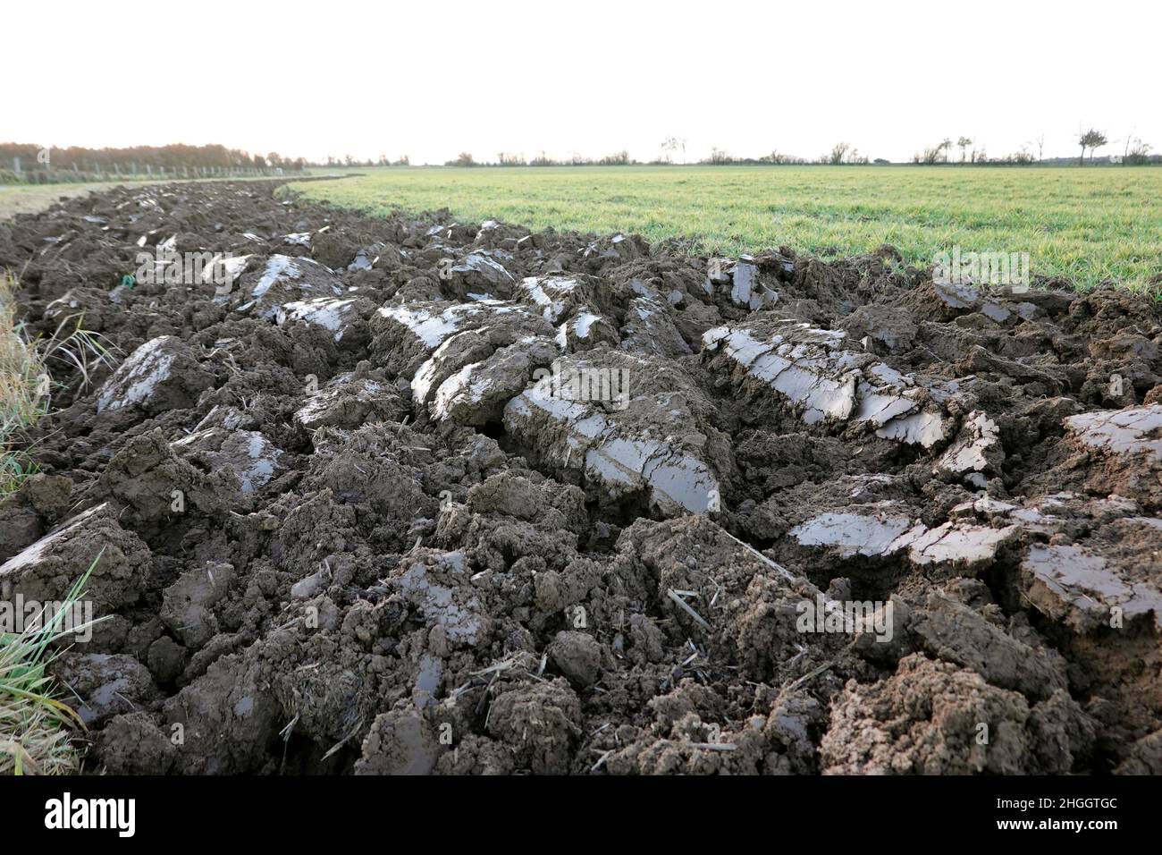 green manuring is ploughed under, Germany, North RhineWestphalia Stock