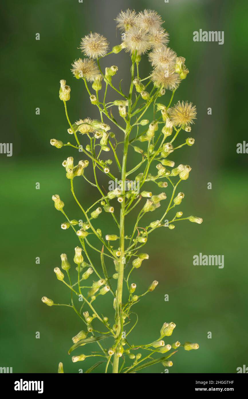 horseweed, Canadian fleabane (Conyza canadensis, Erigeron canadensis), fruiting inflorescence, Germany, Bavaria Stock Photo