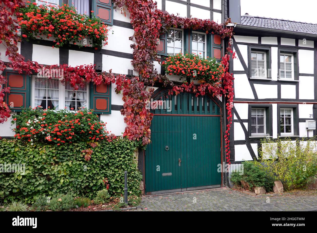 イギリス製 ハリネズミ ivy house