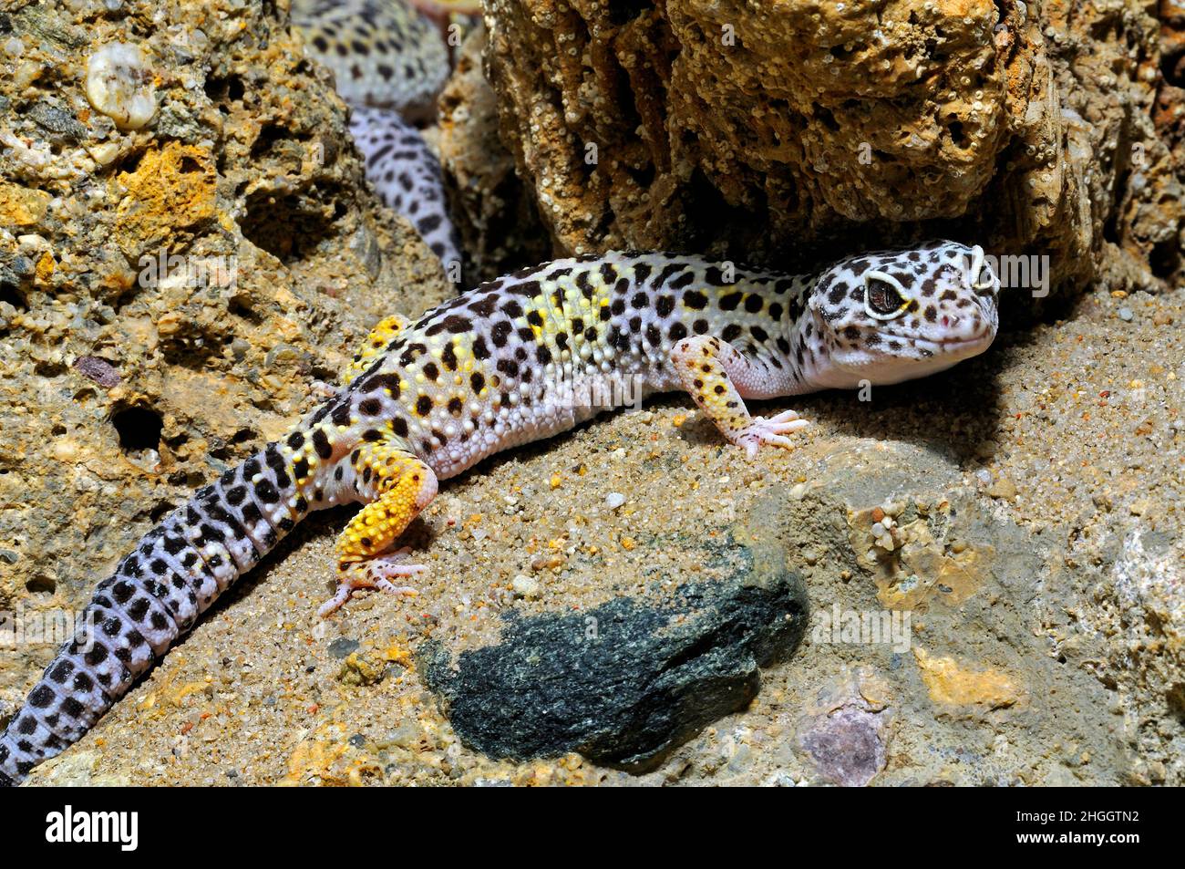 Leopard gecko (Eublepharis macularius), in a terrarium Stock Photo