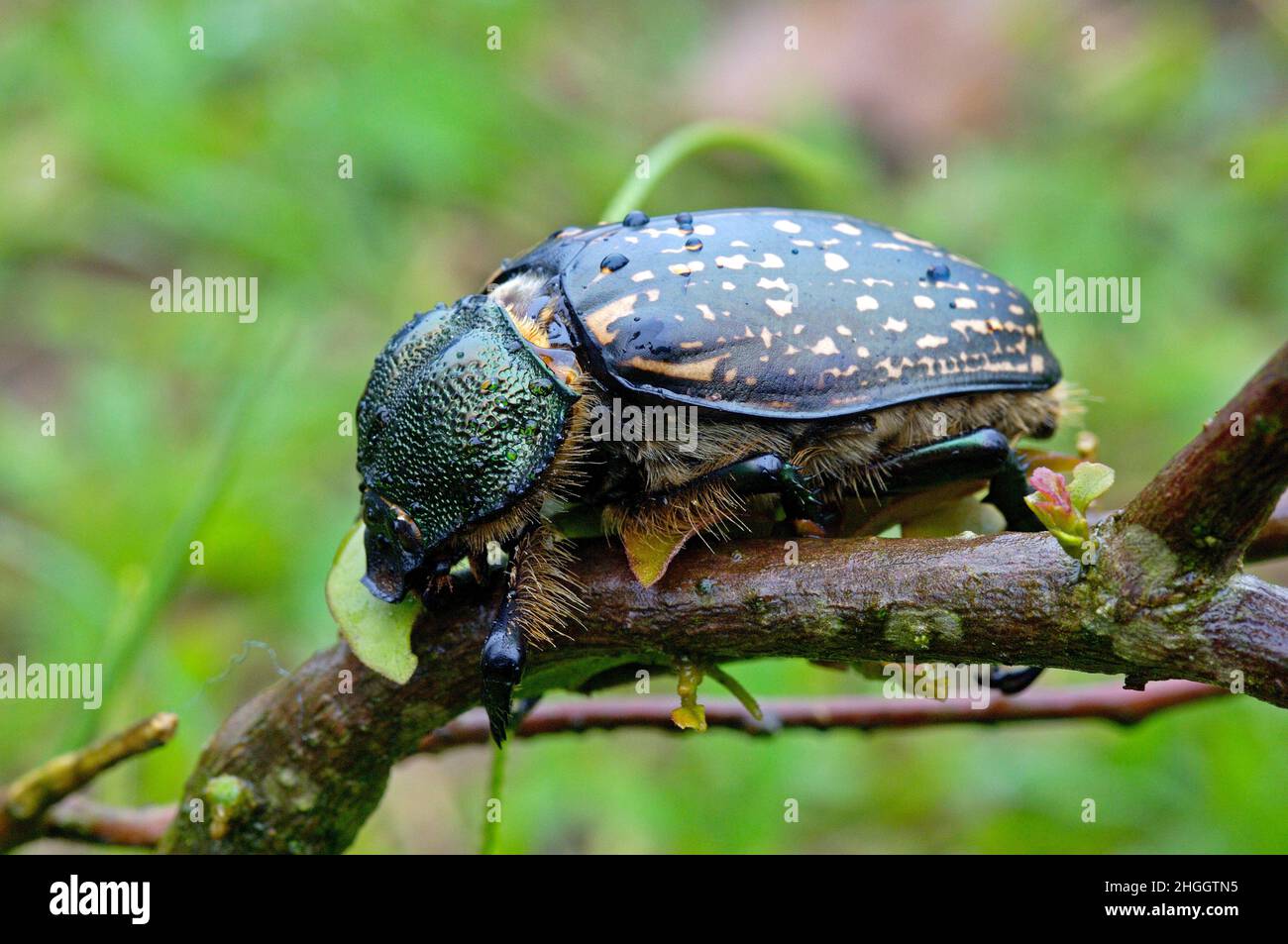 Cheirotonus hi-res stock photography and images - Alamy