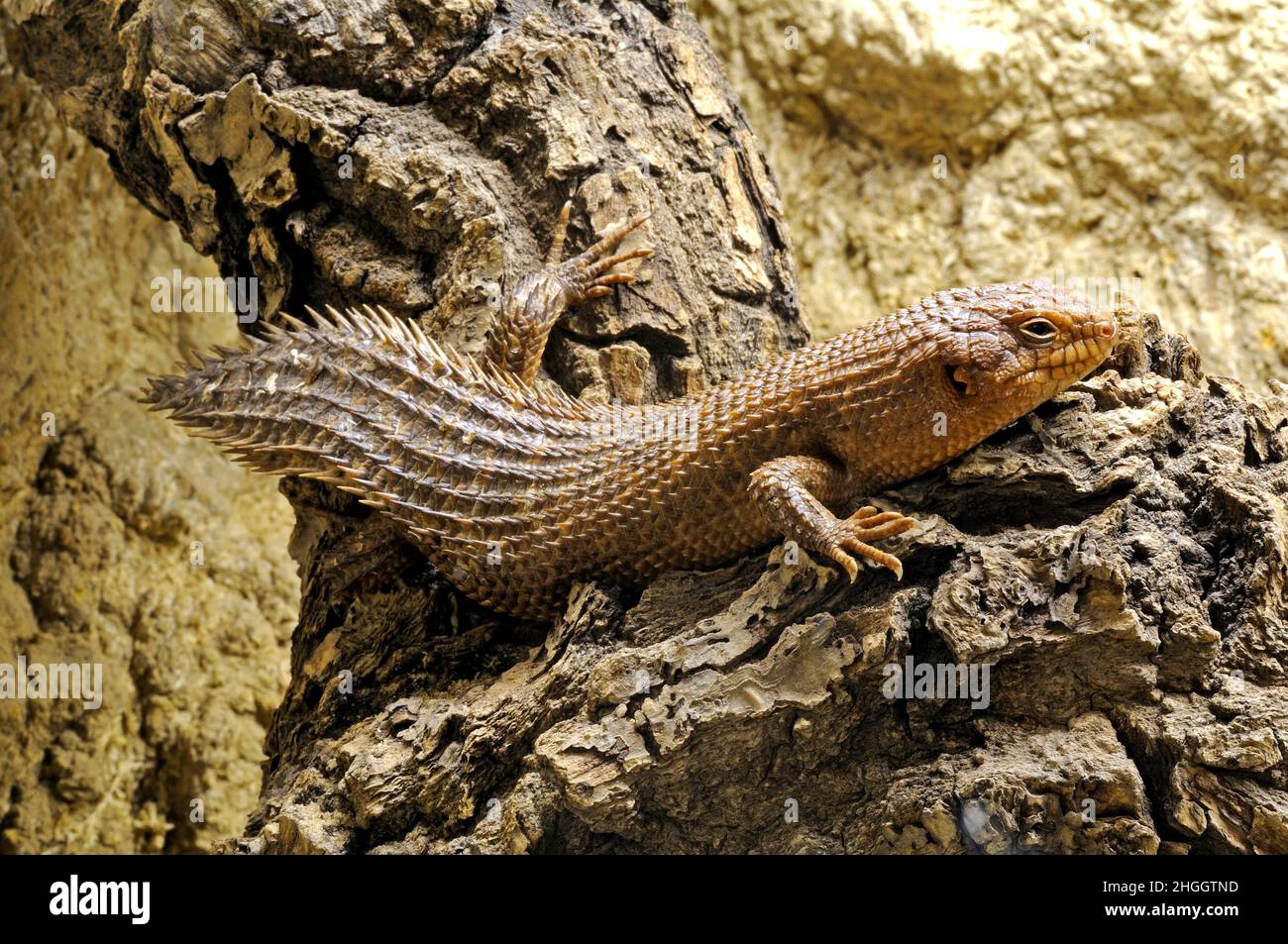 spiny-tailed Australian skink (Egernia stokesii), in a terrarium Stock Photo