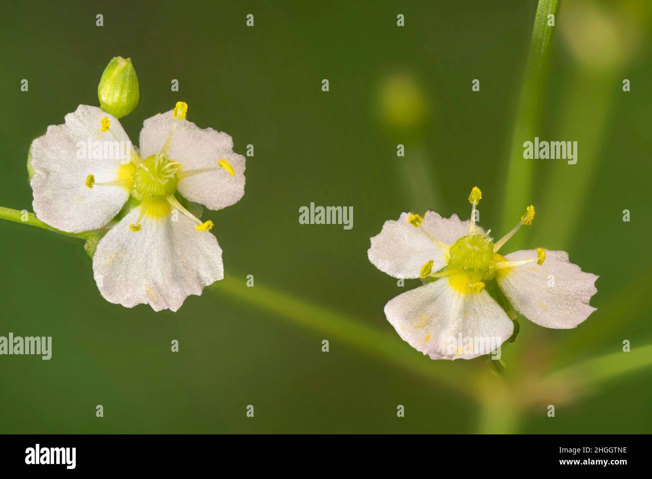 water-plantain (Alisma plantago-aquatica), two flowers, Germany, Bavaria Stock Photo