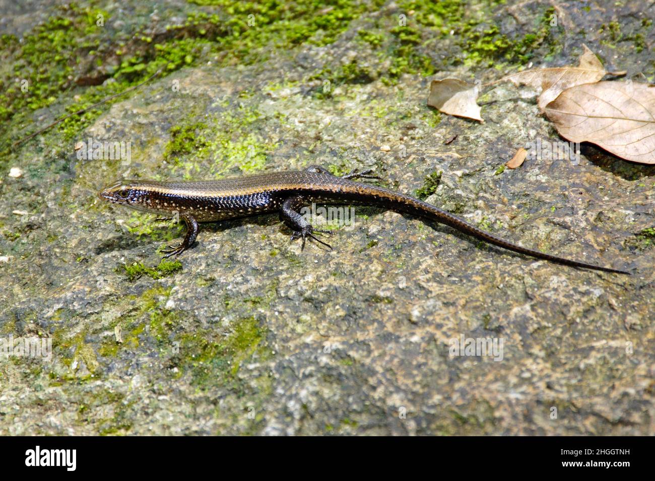 East Indian brown mabuya, Many-lined sun skink, Many-striped skink, Sun skink, Golden skink (Mabuya multifasciata, Eutropis multifasciata), stands on Stock Photo