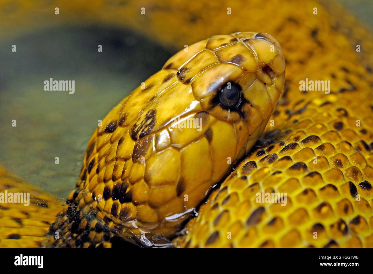 Cape cobra, yellow cobra (Naja nivea), portrait Stock Photo