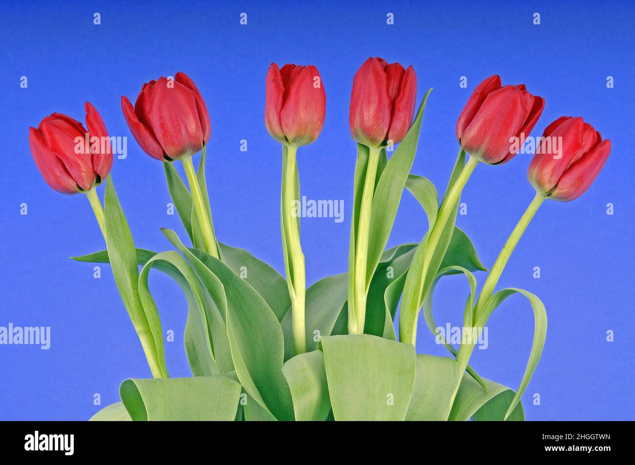 common garden tulip (Tulipa gesneriana), bunch of tulips in front of blue background Stock Photo