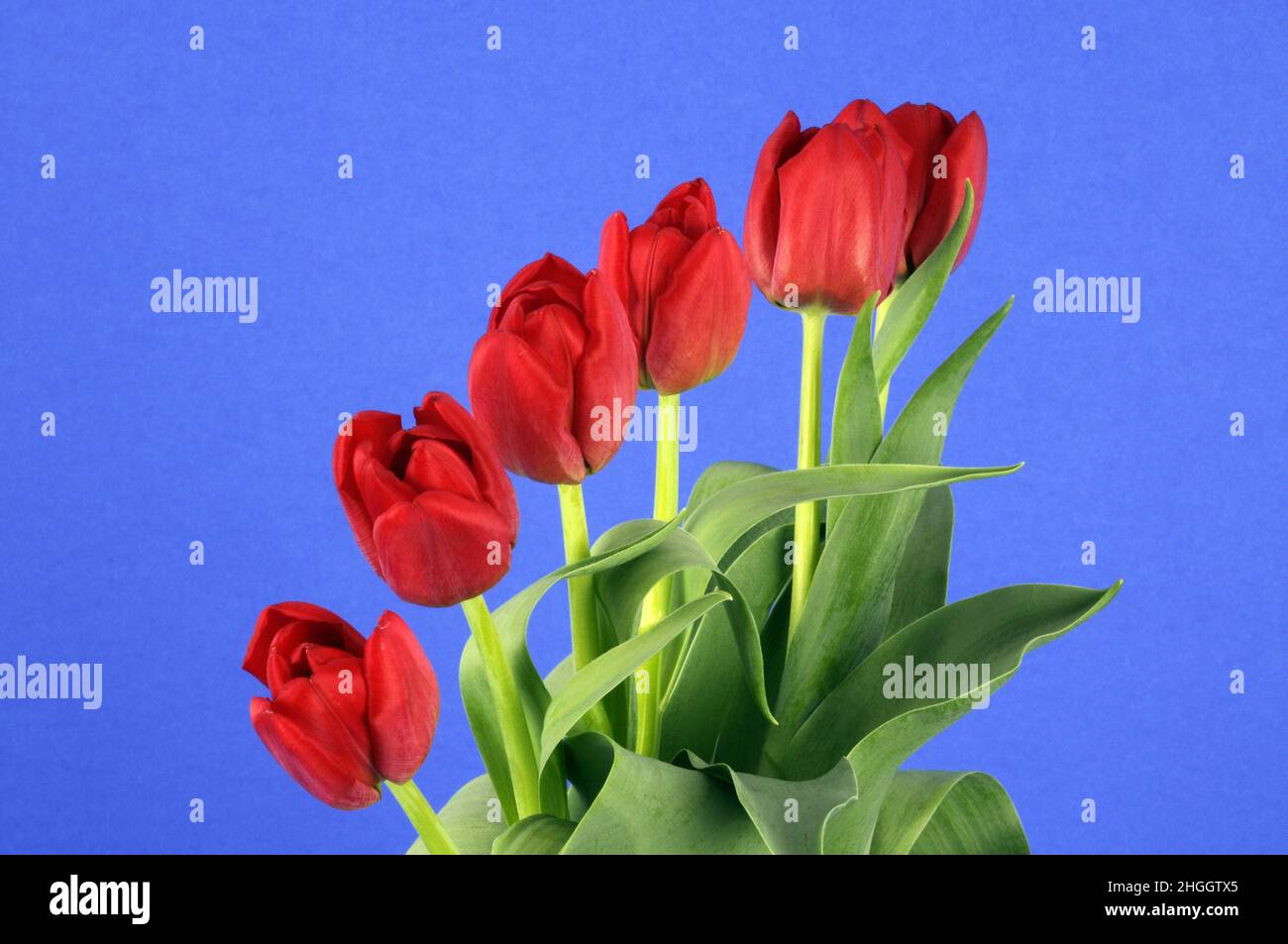 common garden tulip (Tulipa gesneriana), bunch of tulips in front of blue background Stock Photo