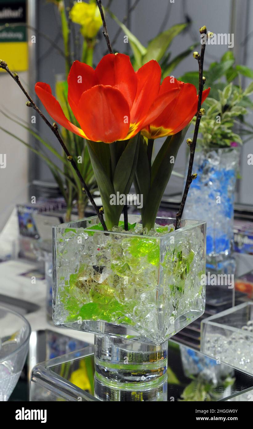 plants in hydrogel culture Stock Photo