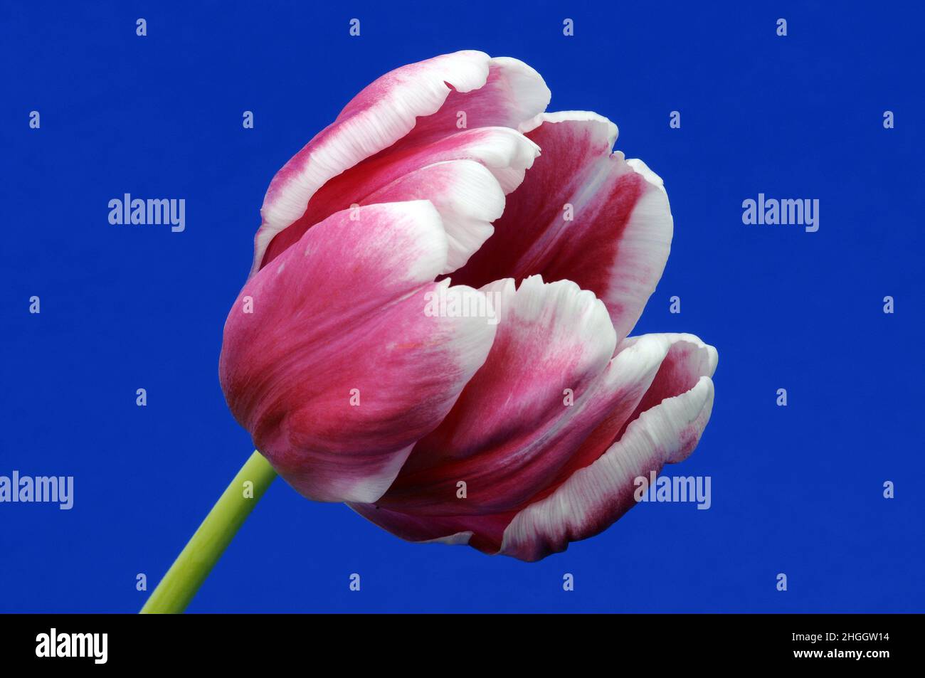 common garden tulip (Tulipa spec.), pink tulip flower in front of blue background Stock Photo
