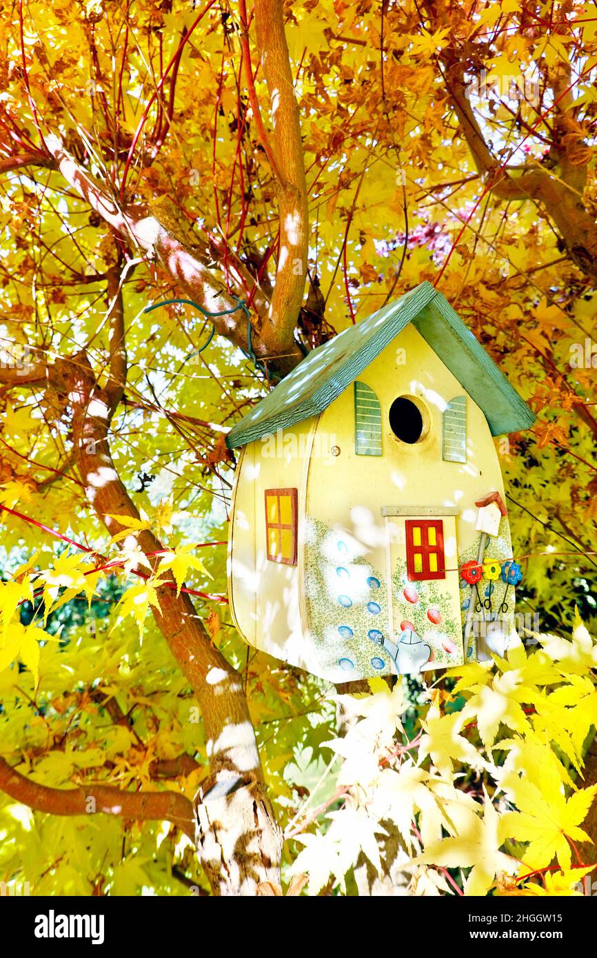 Japanese maple (Acer japonicum), ornamental bird box in a Japanese maple in autumn, Germany Stock Photo