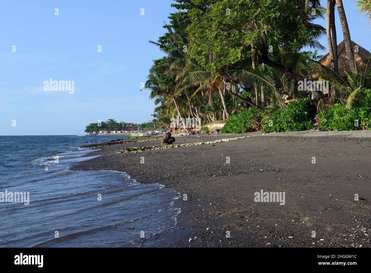 coconut palm (Cocos nucifera), coconut palms at the black lava beach of