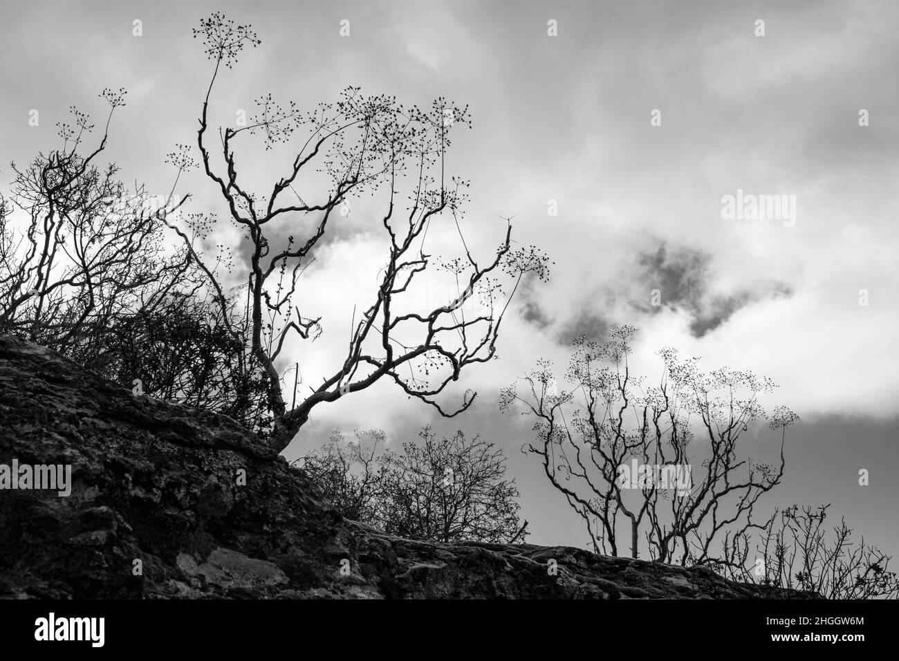 Bare shrubs against a cloudy sky in moody monochrome, black and white, Taucho, Adeje, Tenerife, Canary Islands, Spain Stock Photo