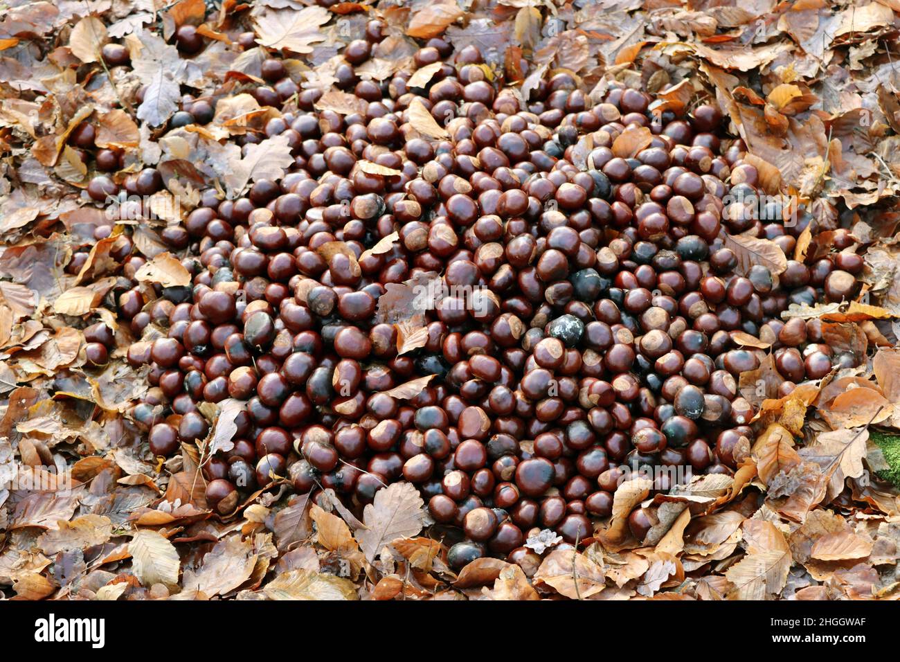 common horse chestnut (Aesculus hippocastanum), heap of horse chestnuts