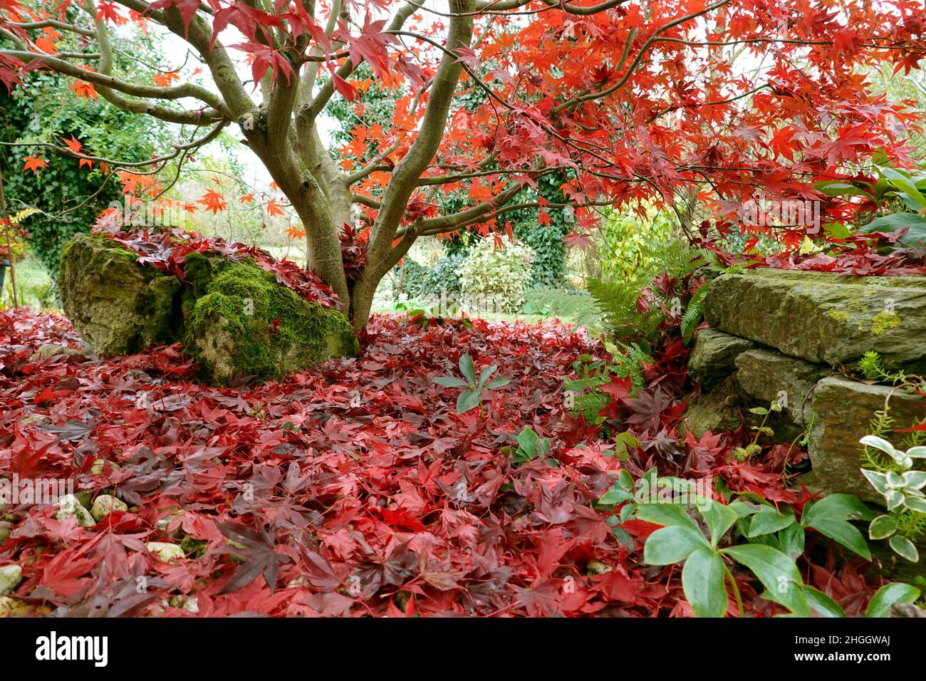 Red maples leaves hi-res stock photography and images - Alamy