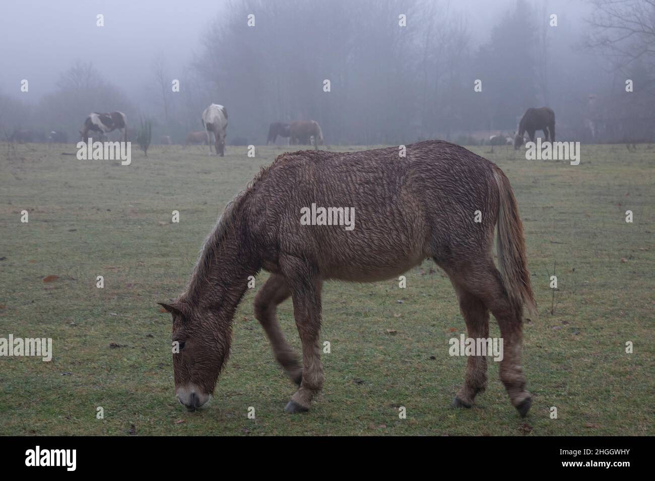 Brown mule grazing in the field Stock Photo