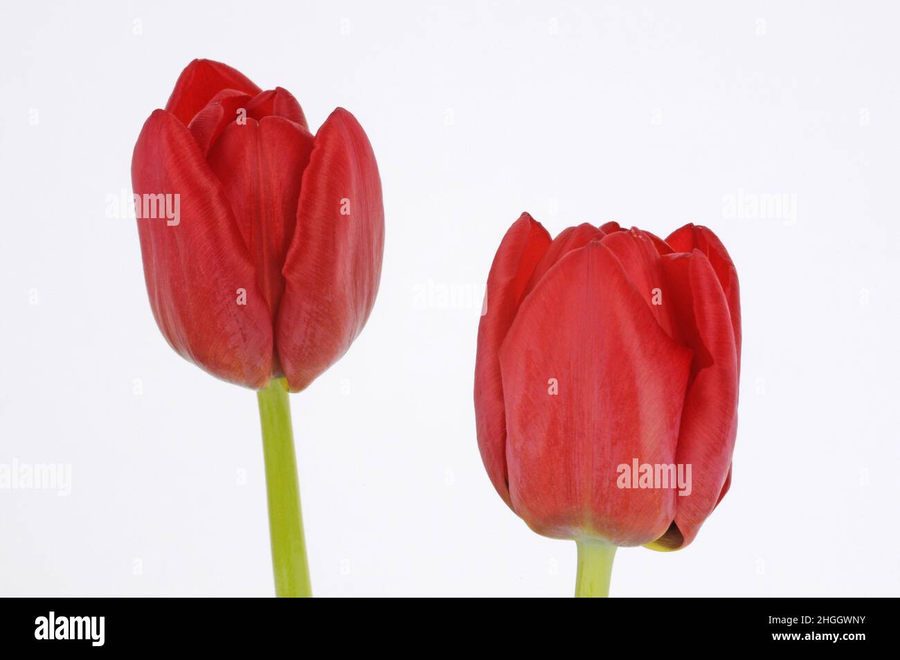 common garden tulip (Tulipa gesneriana), two red tulips in front of white background Stock Photo