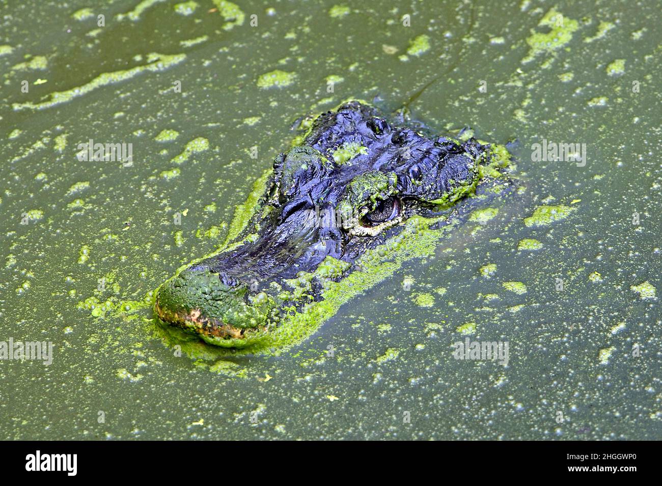 Chinese alligator (Alligator sinensis), portrait in water Stock Photo