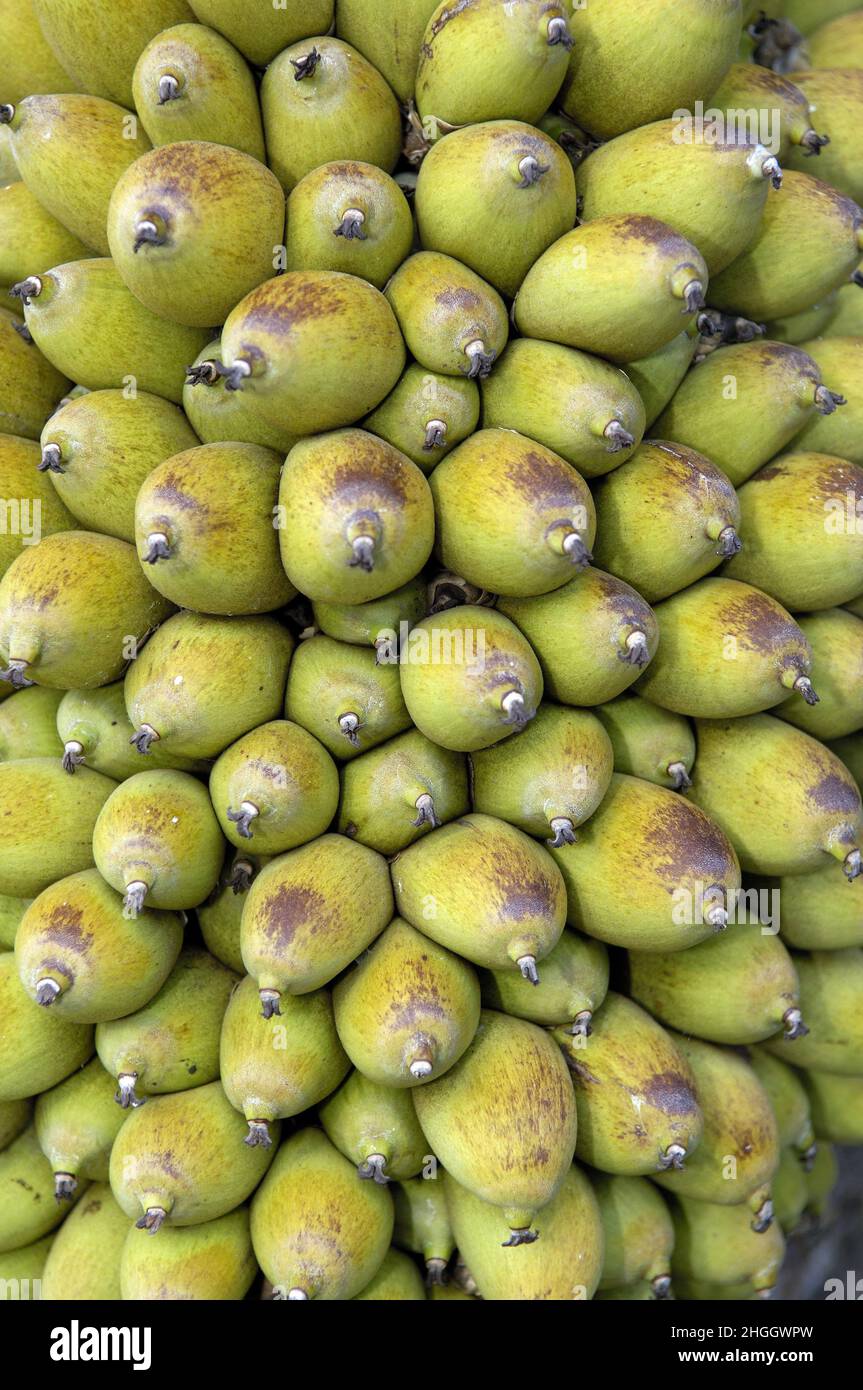 Urucuri palm, Urucurizeiro, Shapaja, Motacu, Bacuri (Attalea phalerata), fruits Stock Photo