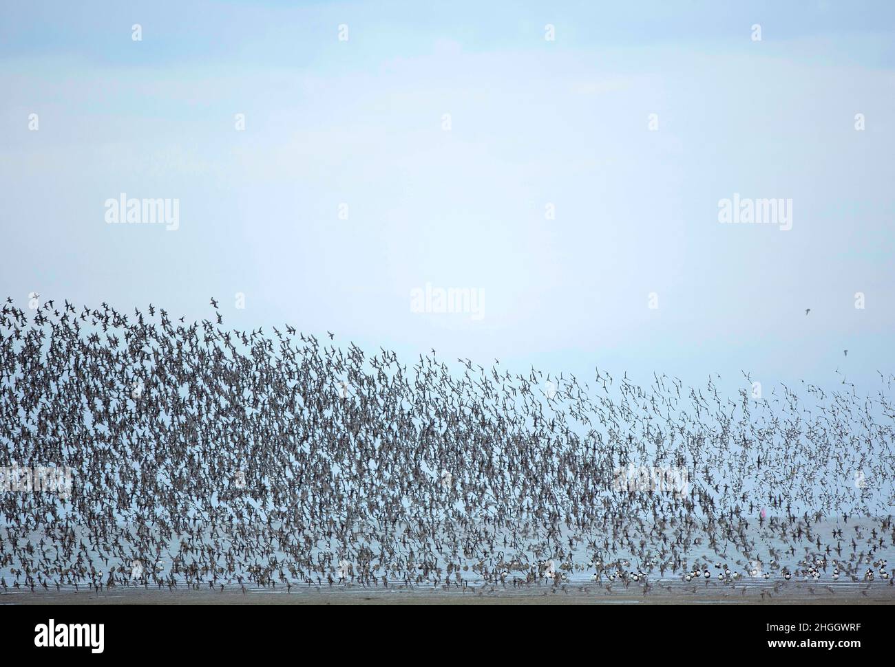 dunlin (Calidris alpina), Large flying flock at the coast, Netherlands, Frisia Stock Photo