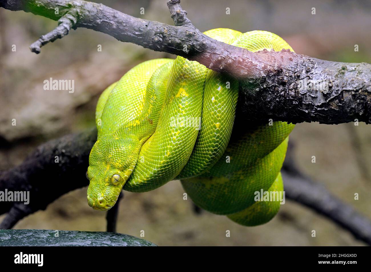 Green Tree Python (Chondropython viridis, Morelia viridis), lying on a branch rolled-up Stock Photo