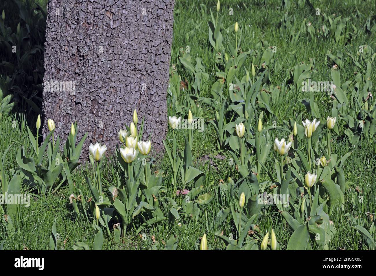 common garden tulip (Tulipa spec.), white tulips in a meadow next to a tree trunk, Germany Stock Photo