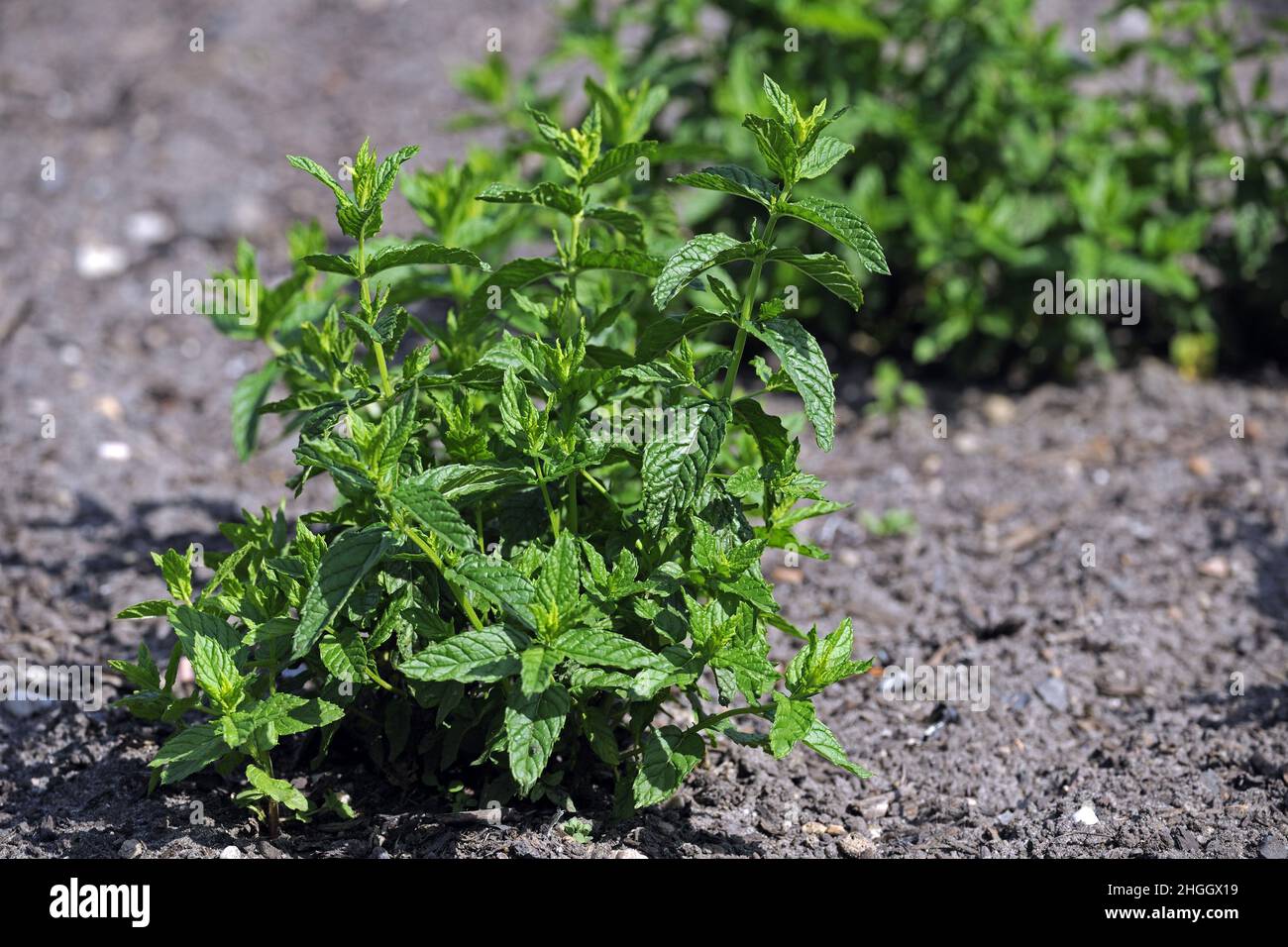 peppermint, hybrid-peppermint (Mentha x piperita, Mentha piperita, M. aquatica x M. spicata), growing in a garden Stock Photo