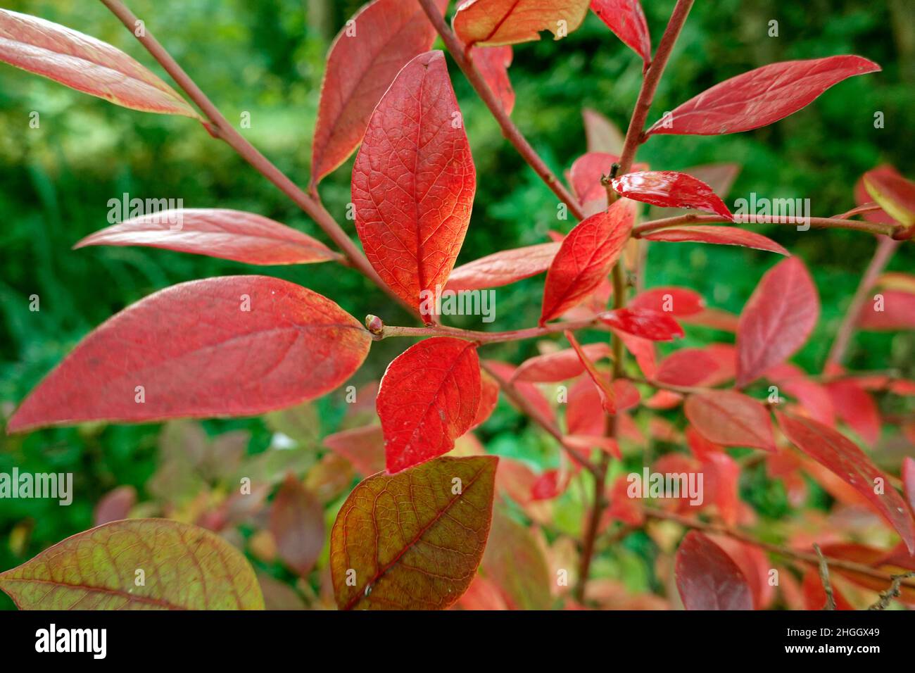 dwarf bilberry, blueberry, huckleberry, low billberry (Vaccinium myrtillus), red coloured autumn leaves of a blueberry, Germany, North Stock Photo