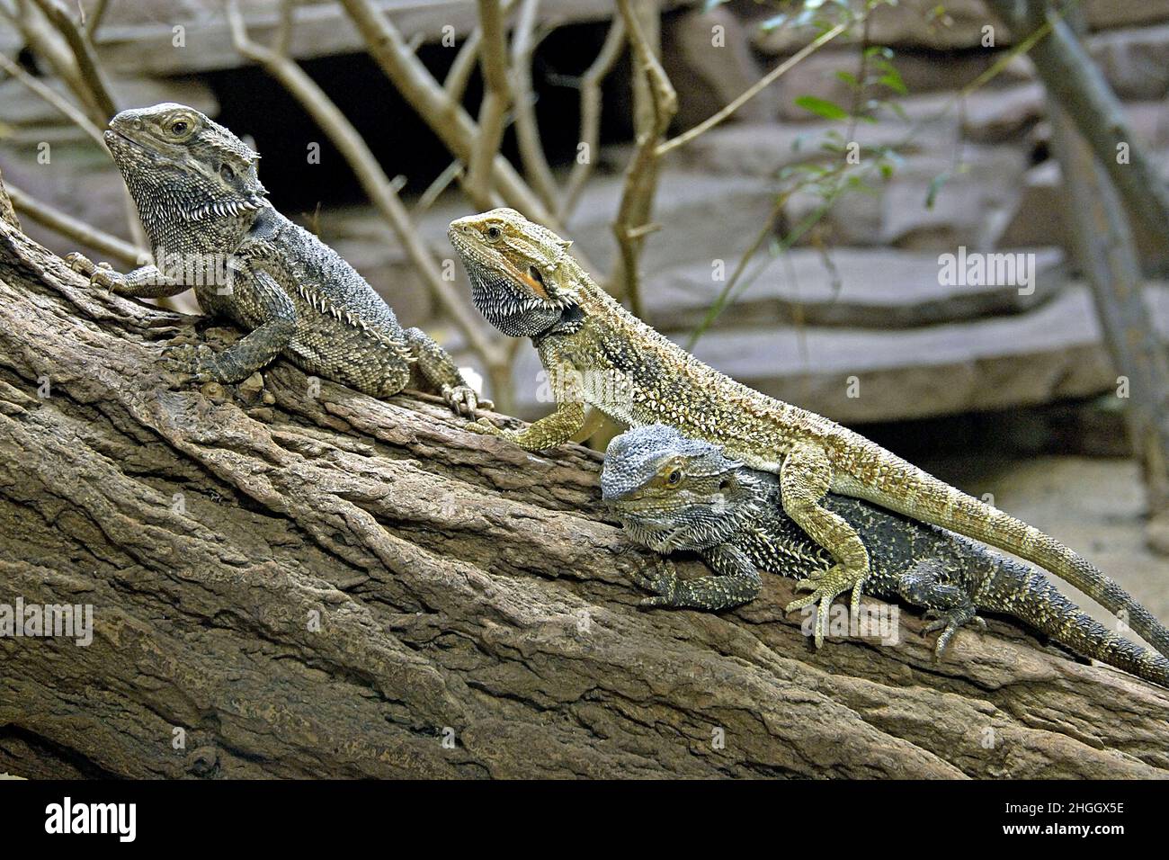 bearded dragon (Amphibolurus barbatus, Pogona barbatus), bearded dragons in a terrarium Stock Photo