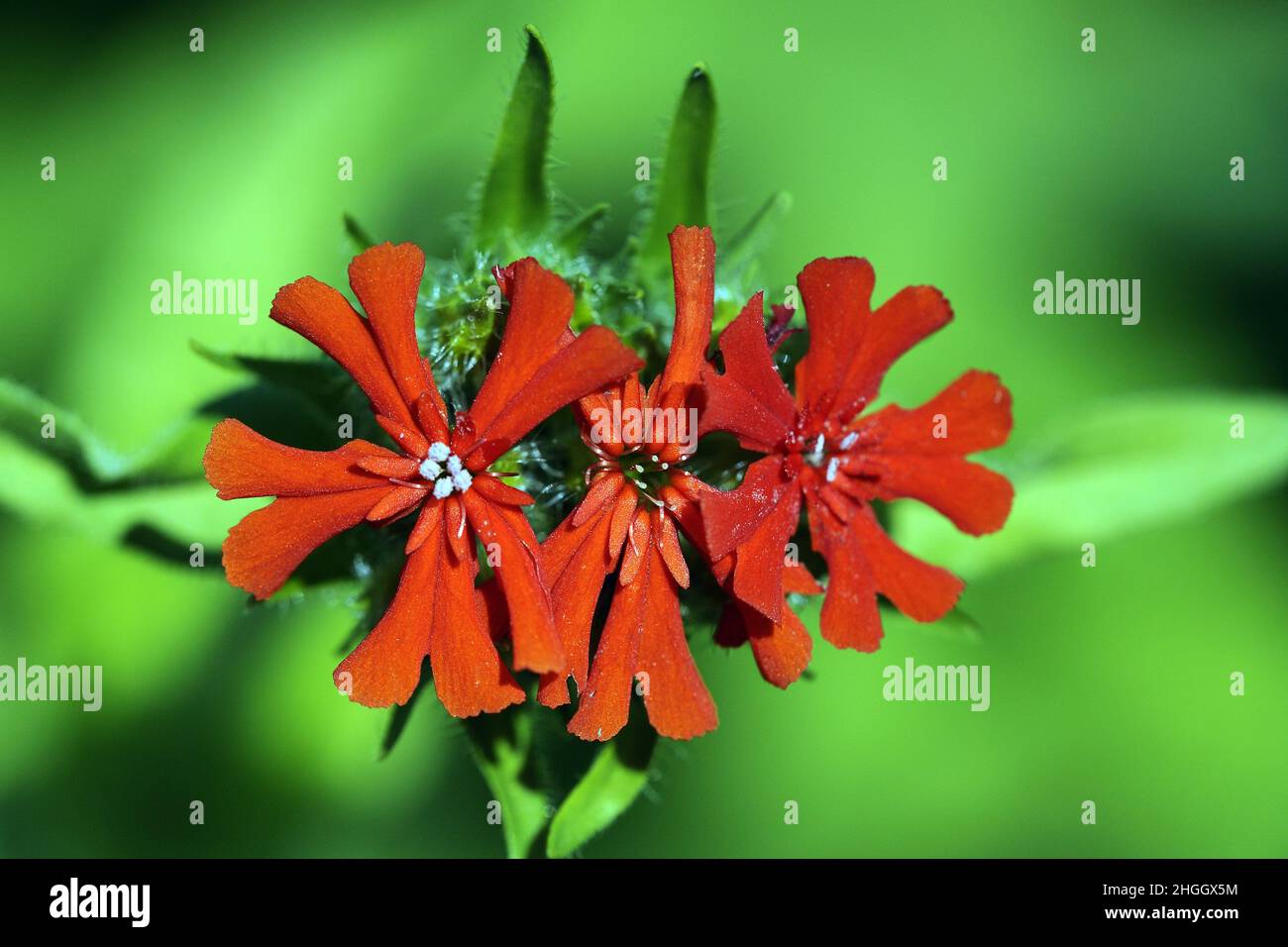 maltese-cross (Lychnis chalcedonica, Silene chalcedonica), flowers Stock Photo