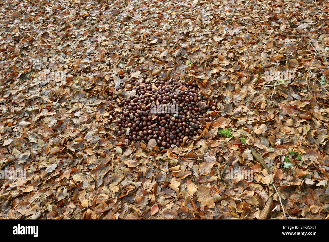 common horse chestnut (Aesculus hippocastanum), heap of horse chestnuts