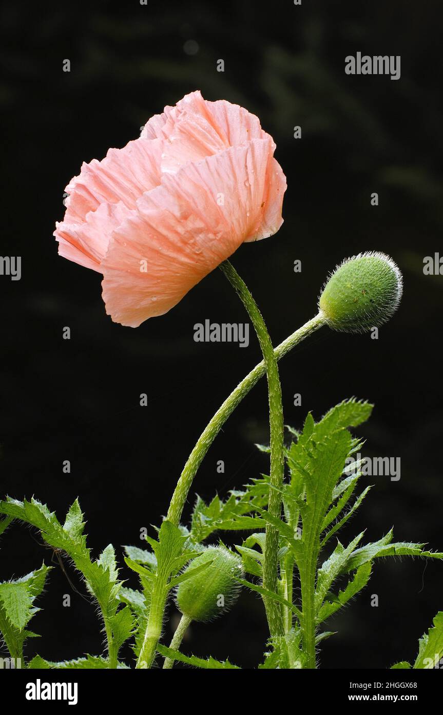 Oriental poppy (Papaver orientale), flower and flower buds Stock Photo