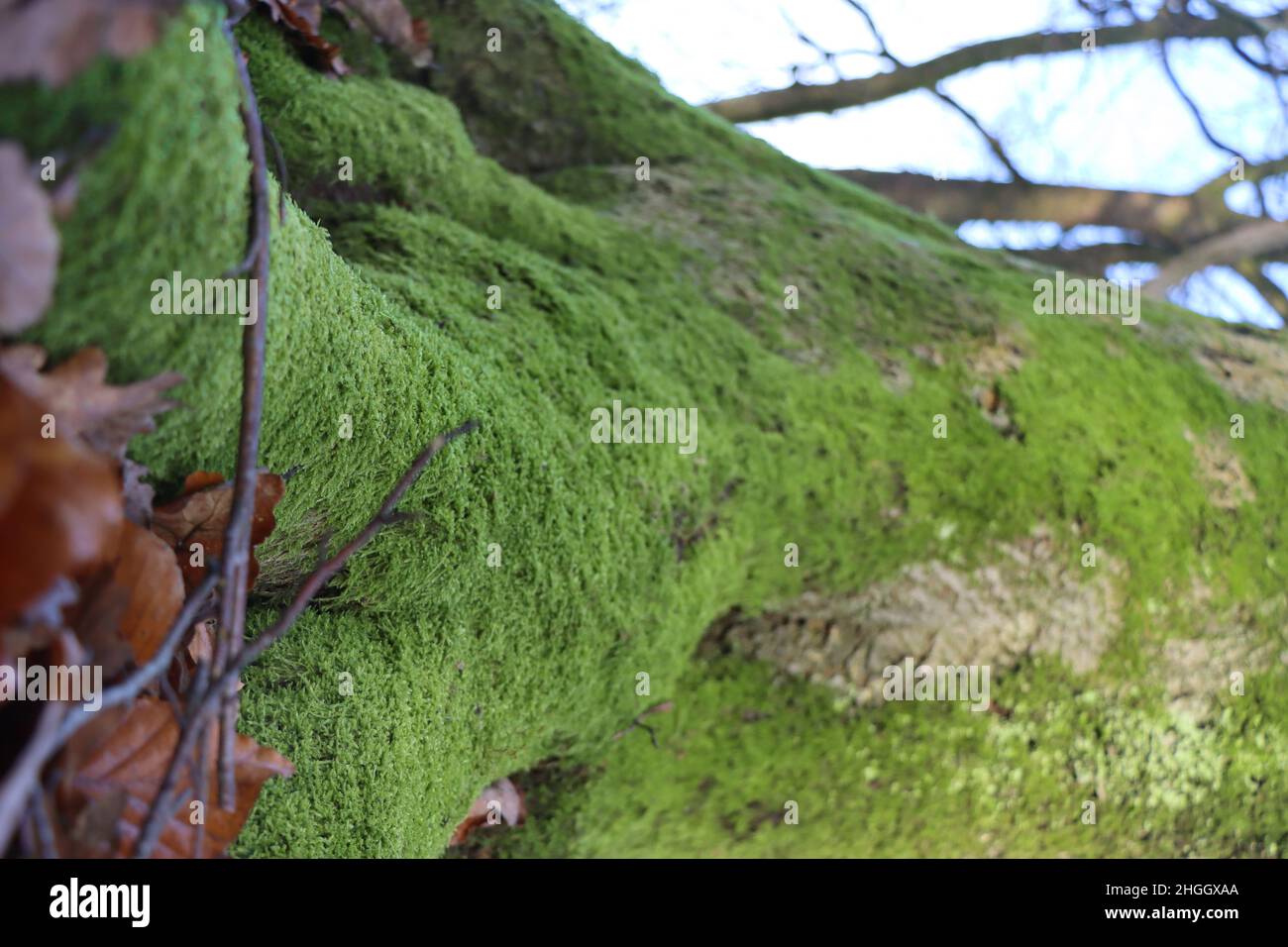 Cypress-leaved plait-moss, Hypnum moss (Hypnum cupressiforme), in an oak trunk, Germany, North Rhine-Westphalia Stock Photo