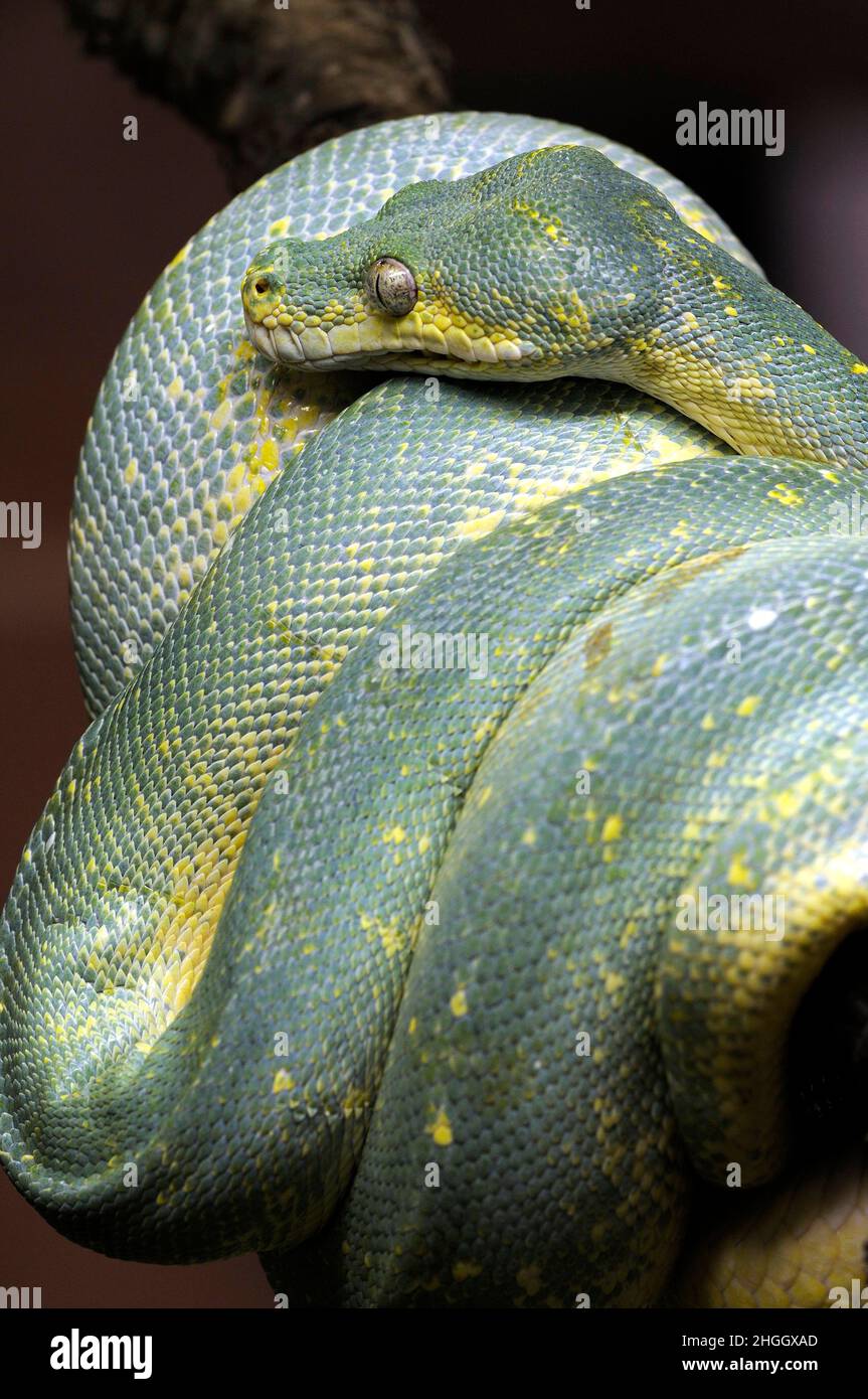 Green Tree Python (Chondropython viridis, Morelia viridis), rolled-up Stock Photo