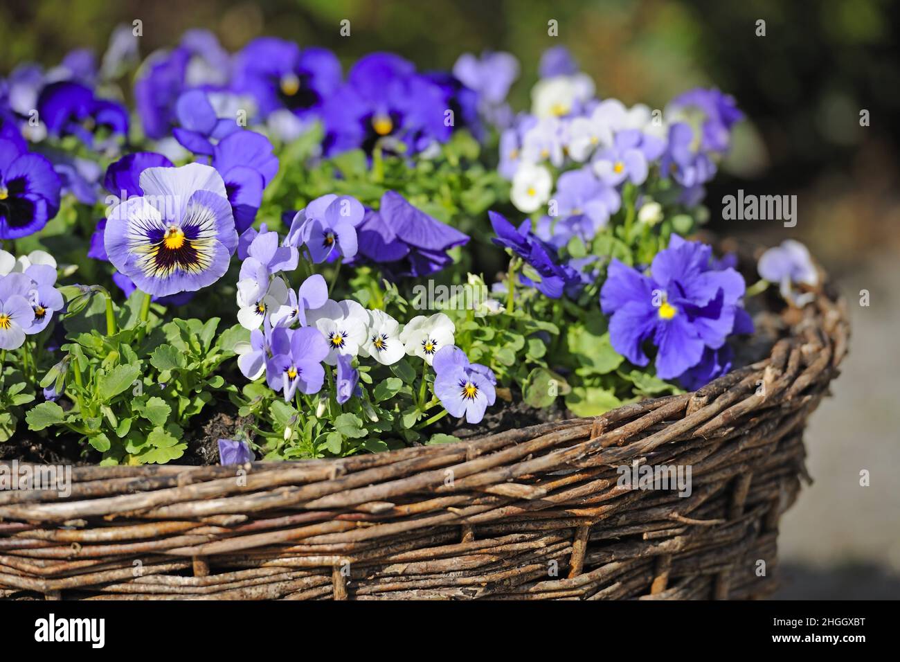 Pansy, Pansy Violet (Viola x wittrockiana, Viola wittrockiana, Viola hybrida), Pansies in a basket Stock Photo