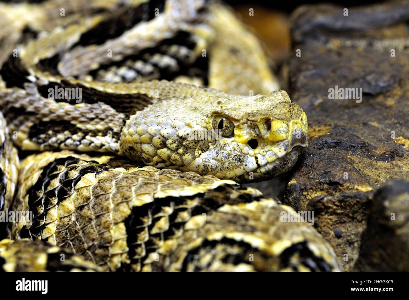 Canebrake Rattlesnake (Crotalus horridus atricaudatus), portrait Stock Photo