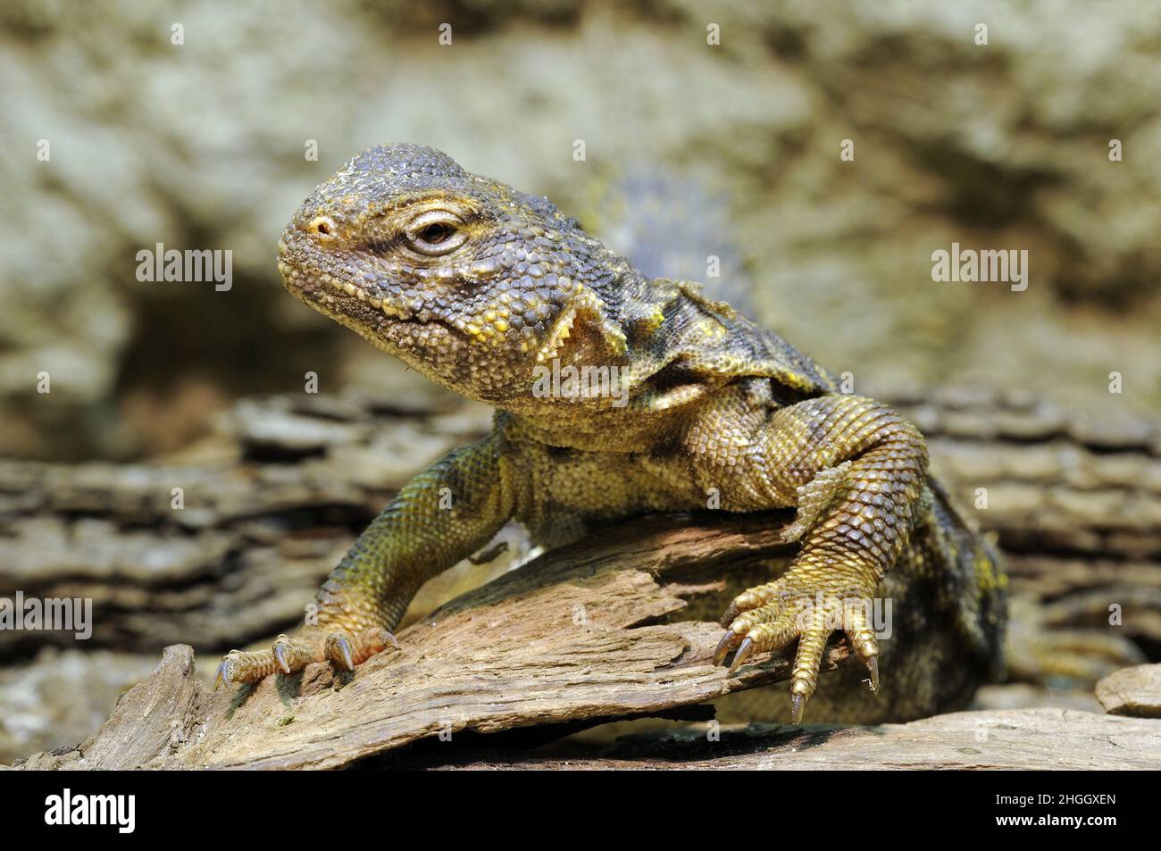 African spiny-tailed lizard, Dabbs mastigure (Uromastyx geyri, Uromastyx acanthinurus geyri), portrait Stock Photo