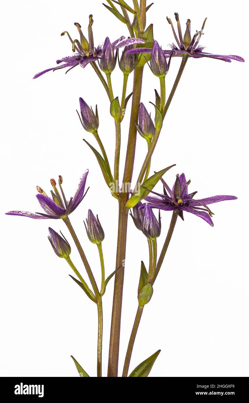 Felwort (Swertia perennis), inflorescence, cut-out, Germany, Bavaria, Murnauer Moos Stock Photo