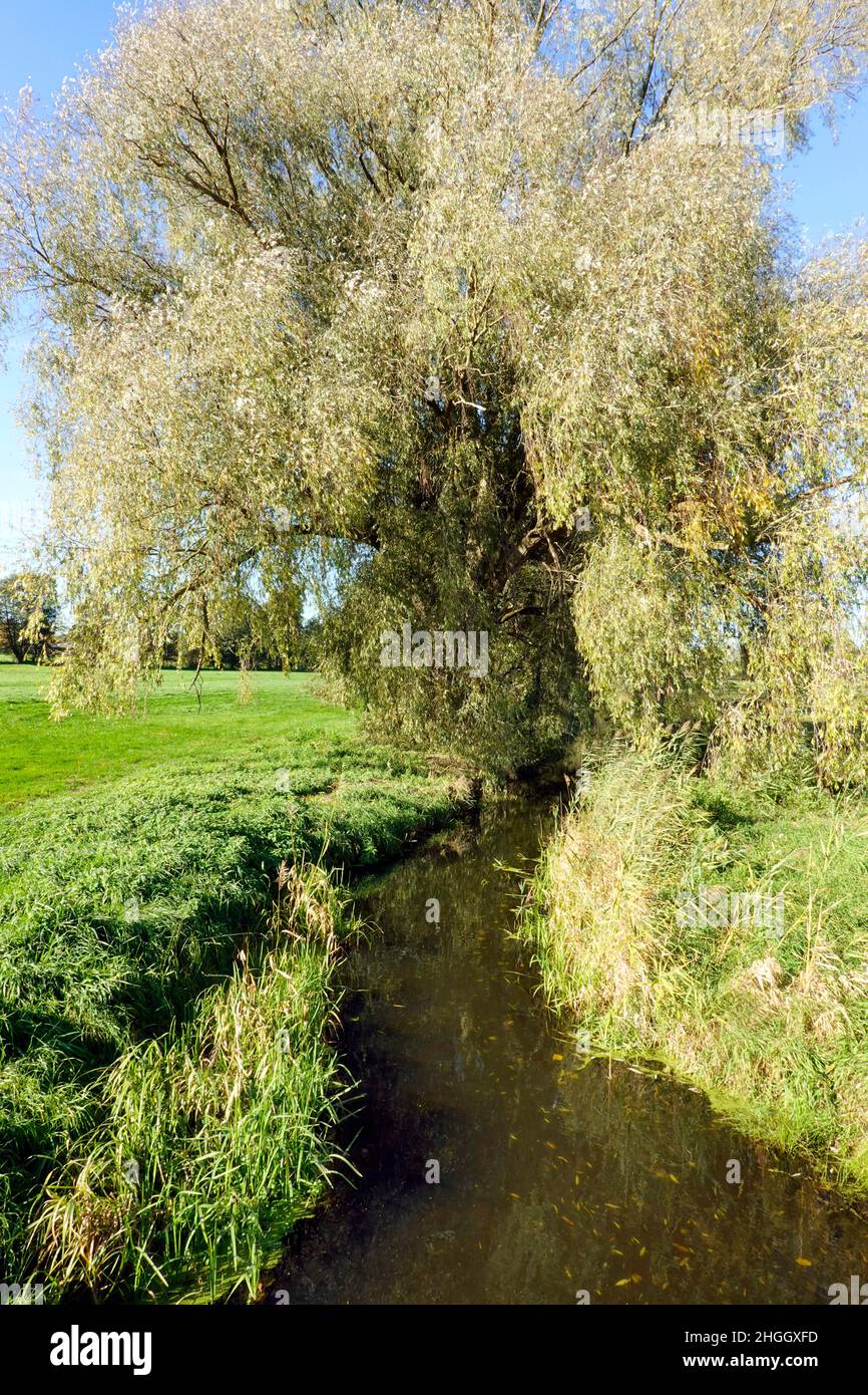 White willow (Salix alba), old willow at river Wipperau, Germany, Lower Saxony, Oetzen Stock Photo
