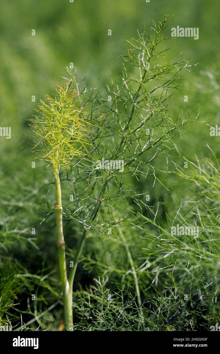 sweet fennel (Foeniculum vulgare, Anethum foeniculum), leaves Stock Photo